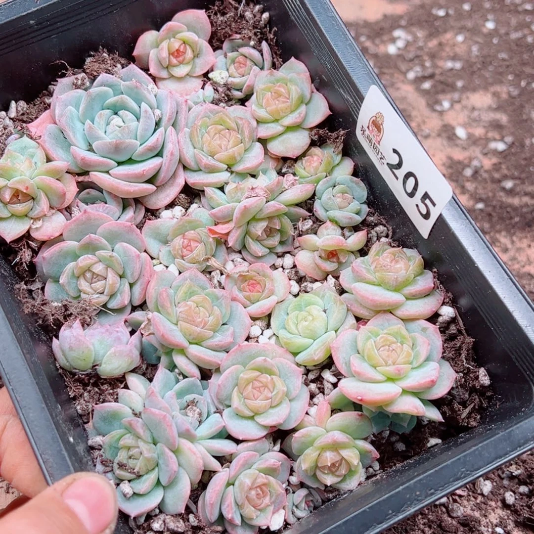雨***f多肉植物多肉植物