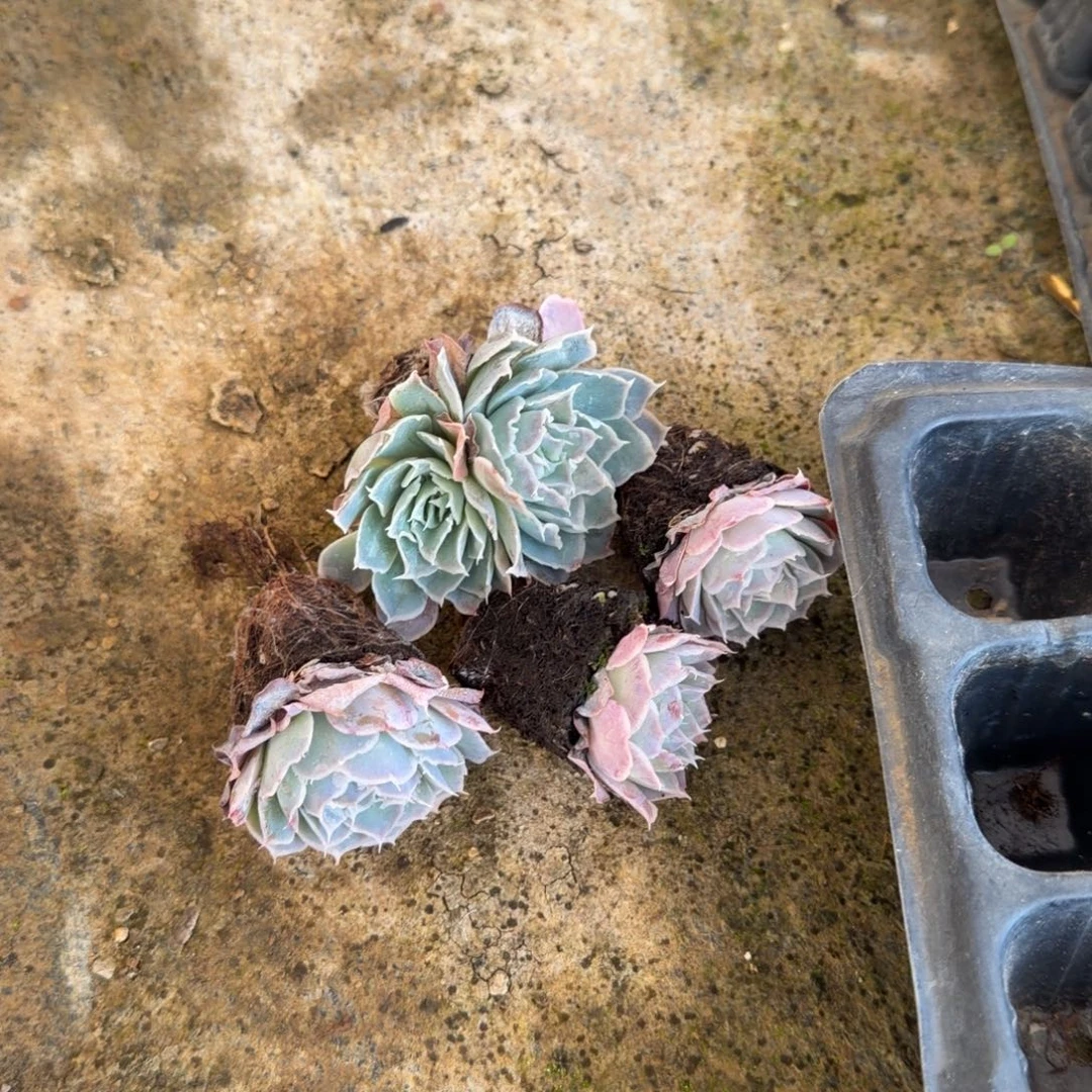 右一蓝丝绒两颗拓土发货量拍16-26