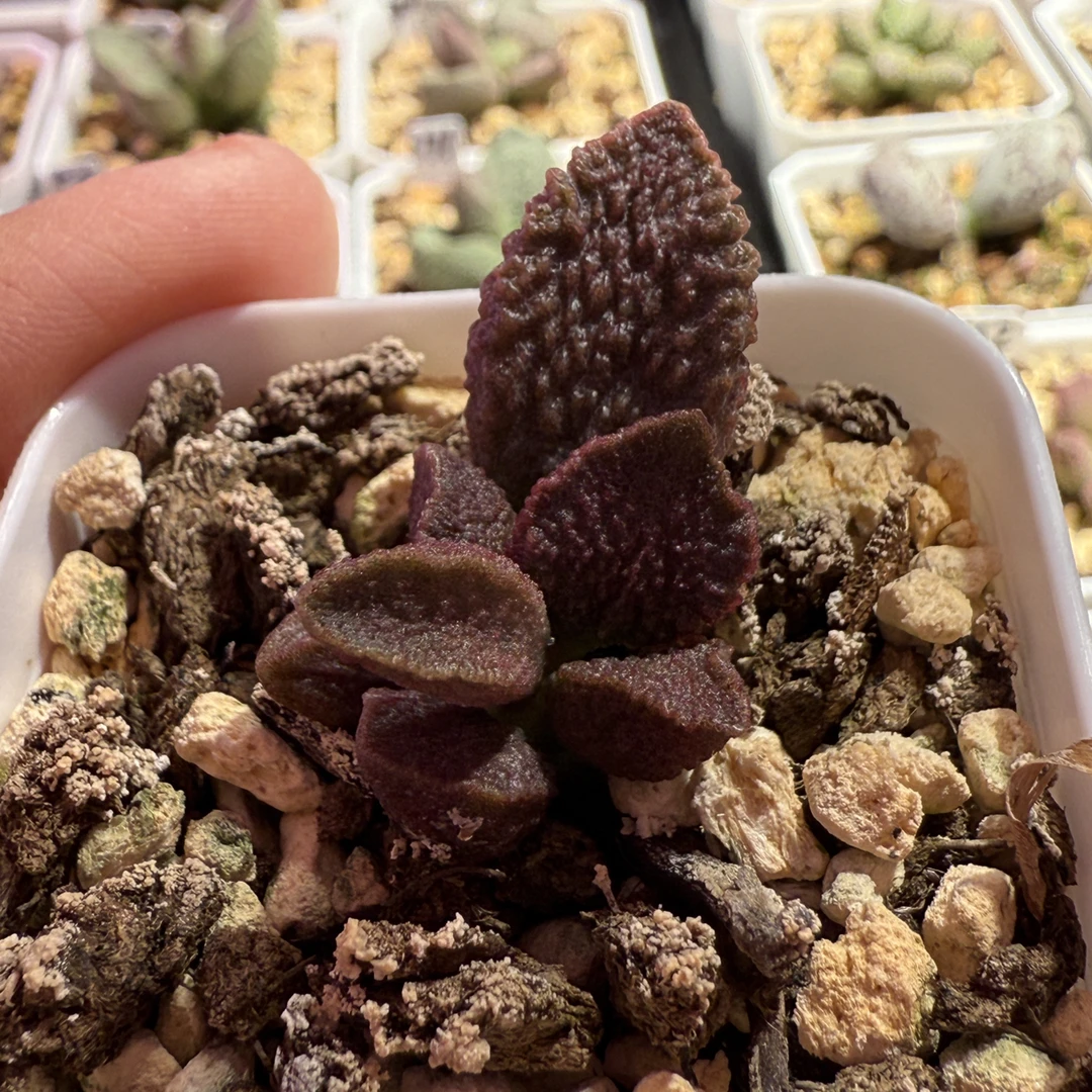 盲盒水泡，带盆发货满88包顺丰