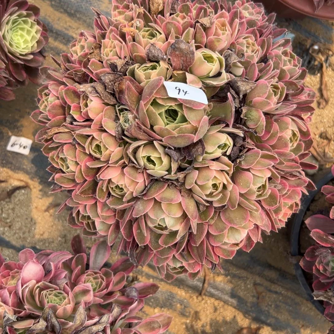 94七彩石多肉植物