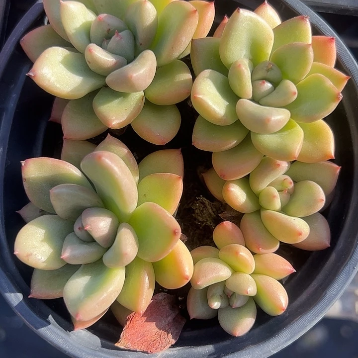 奶油鳄梨多肉植物精品