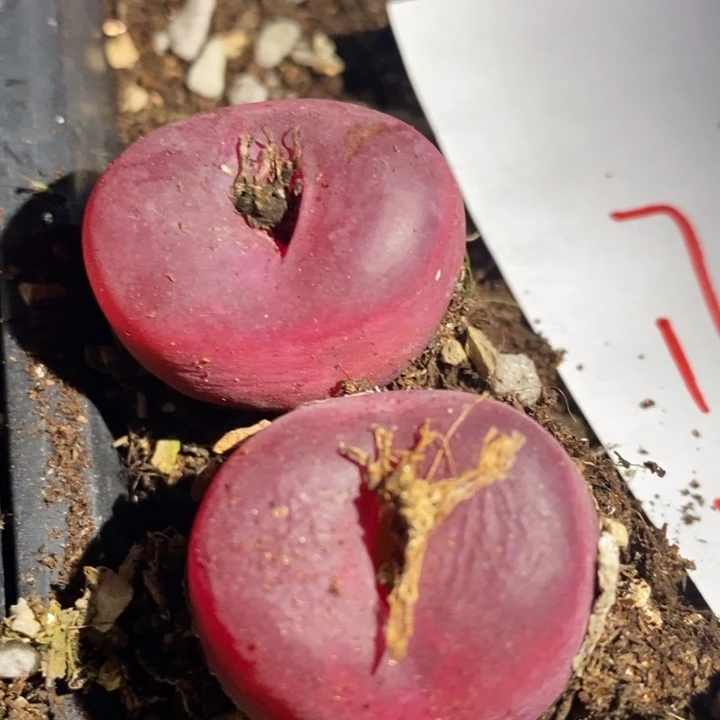 17237一组一组一组