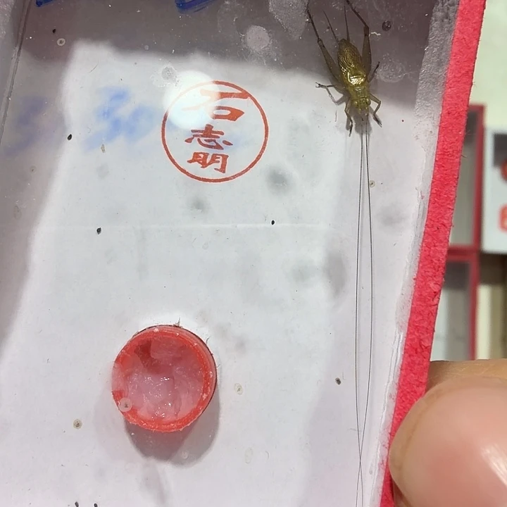 蟋蟀石老师黄蛉一条