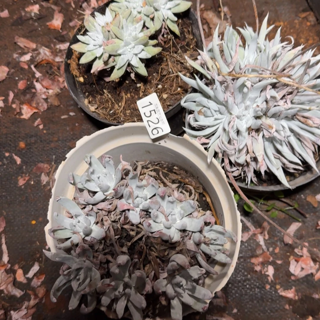 3颗仙女杯多肉福利