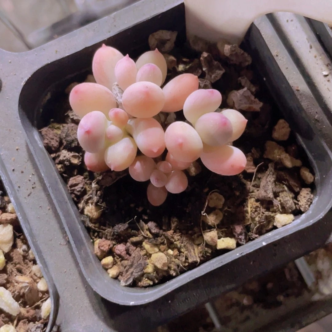 茗*苹果奶w100一物一拍