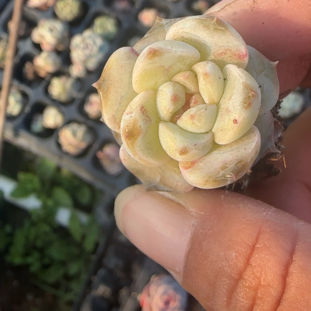 小卡拉米糖心一物一拍