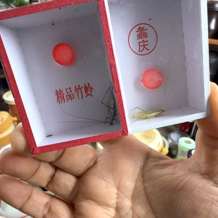柬竹➕紫竹各一个啊啊啊啊