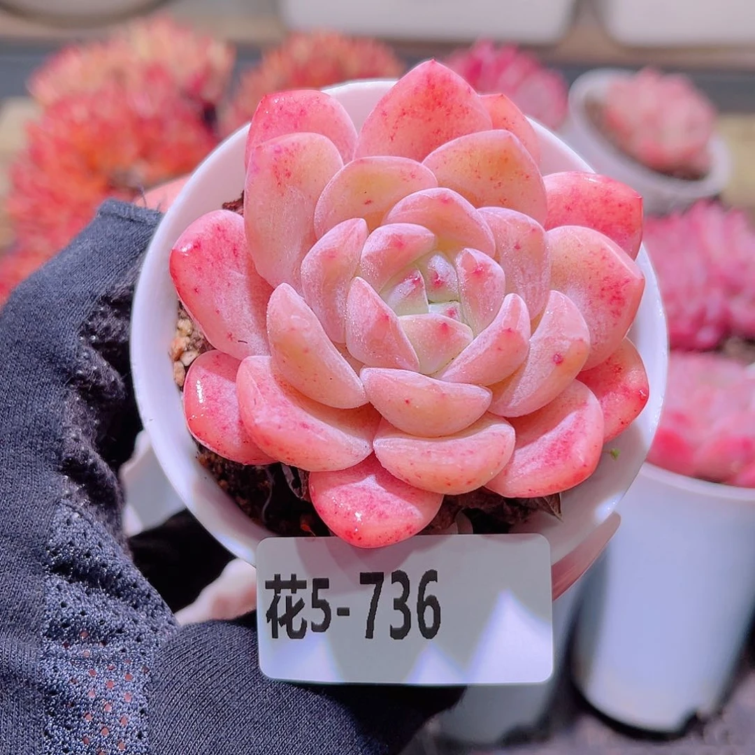 花利美5-736刚毅