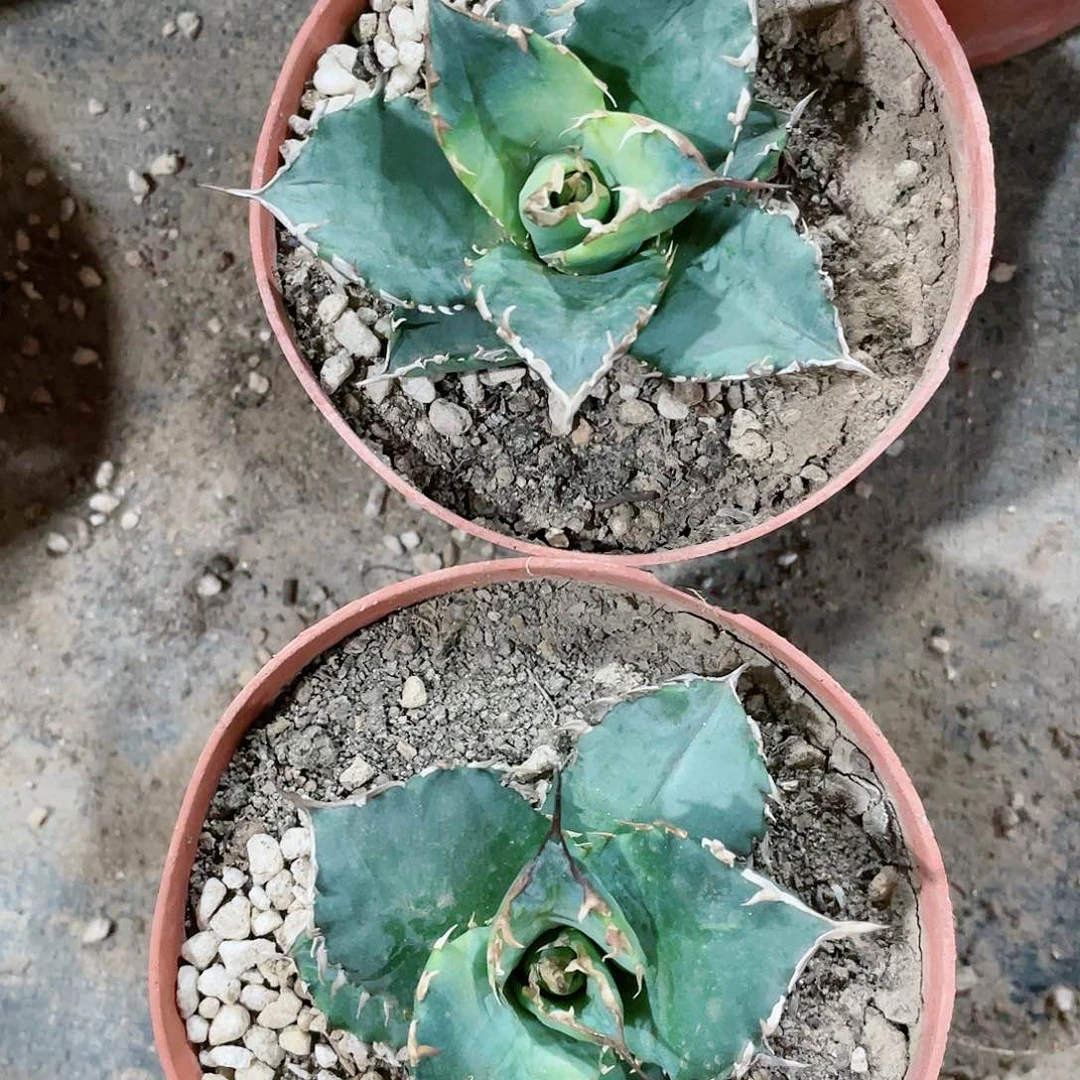 福建白鲸小颗龙舌兰