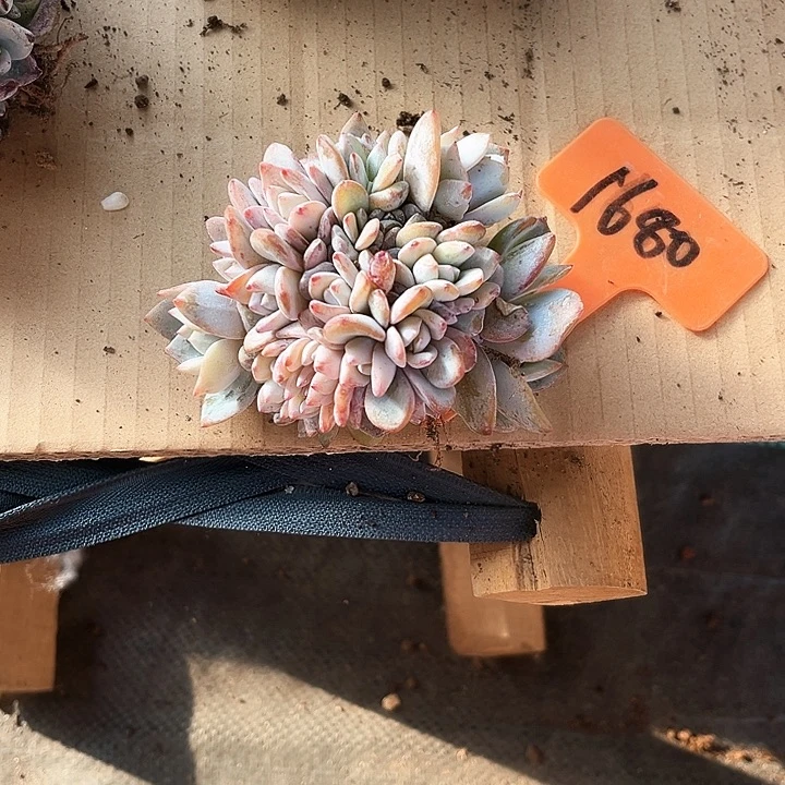 w***⁹奶茶缀化1680号码牌子的