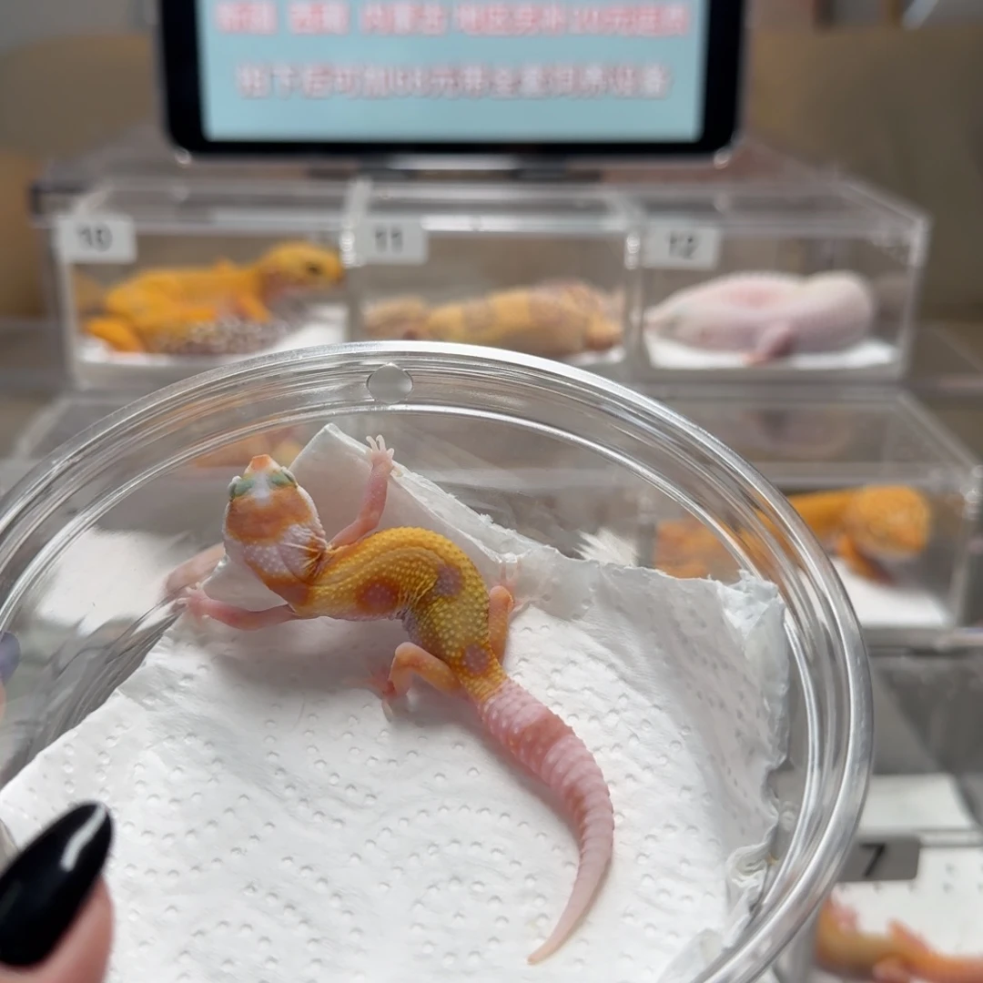 豹纹守宫白黄蜡笔川普母温