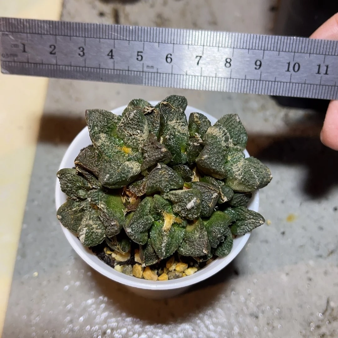 牡丹大群一物一拍