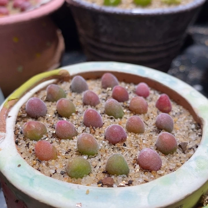 小宝辉一颗 小宝辉一颗
