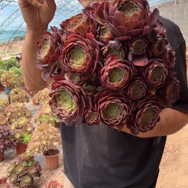 精品黑魔好看好养