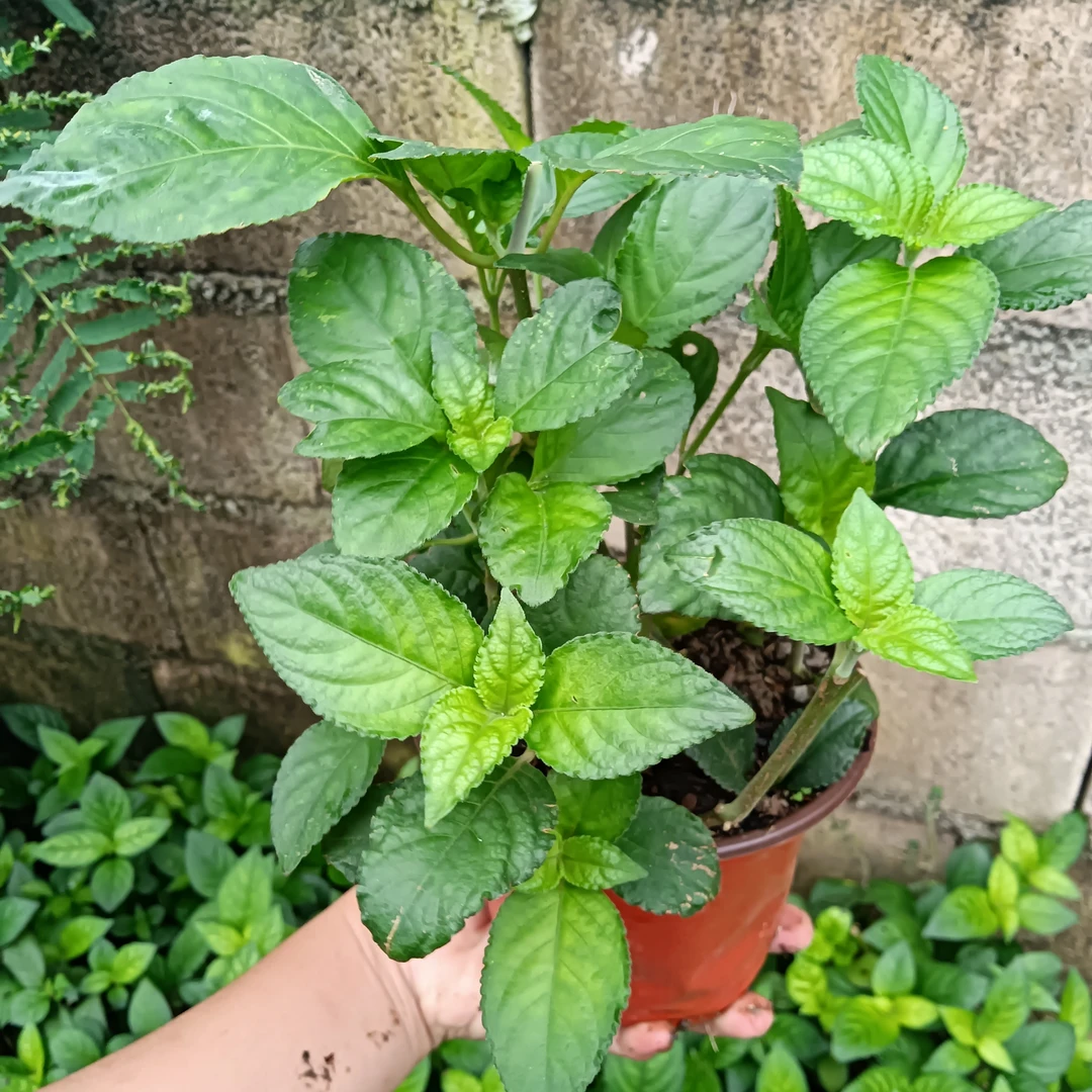 云南糯米香茶苗糯米茶小苗浓香型绿植1盆5棵小苗子扦插苗新品热卖