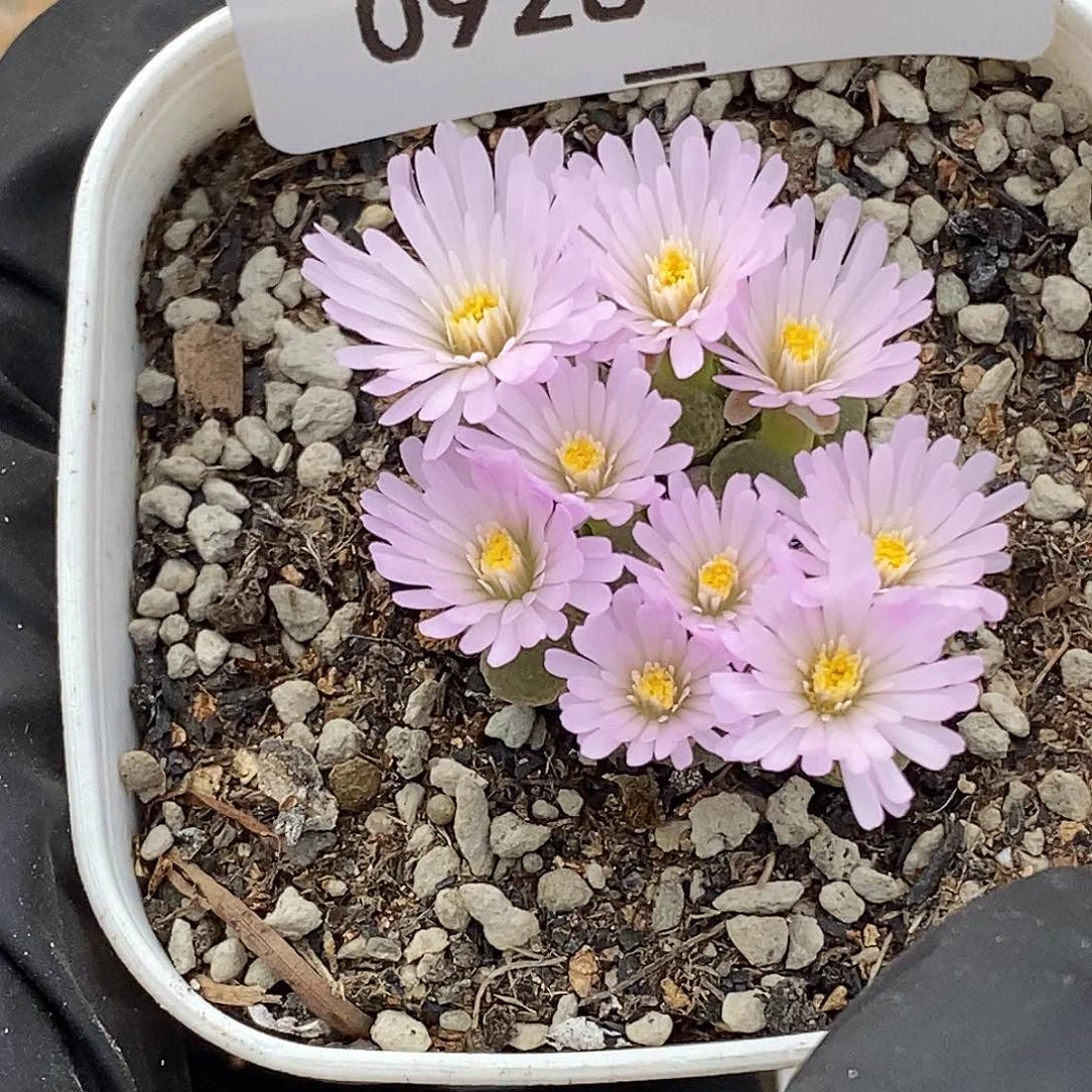 0928-45-樱花风铃。