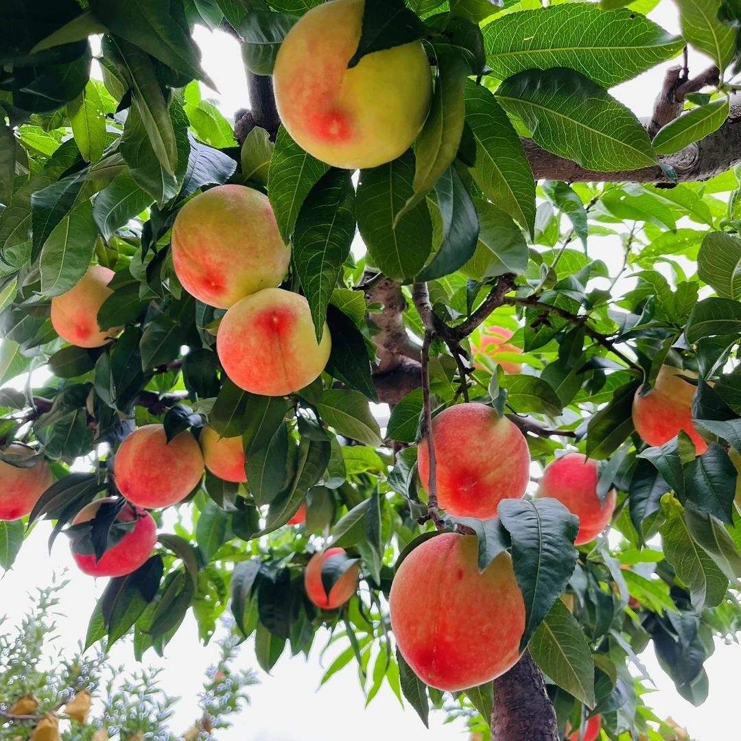 【省内】新鲜现摘秦安北京七号蜜桃软硬两吃脆甜多汁当季水果