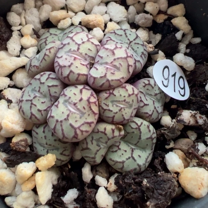 919号？1111111111111