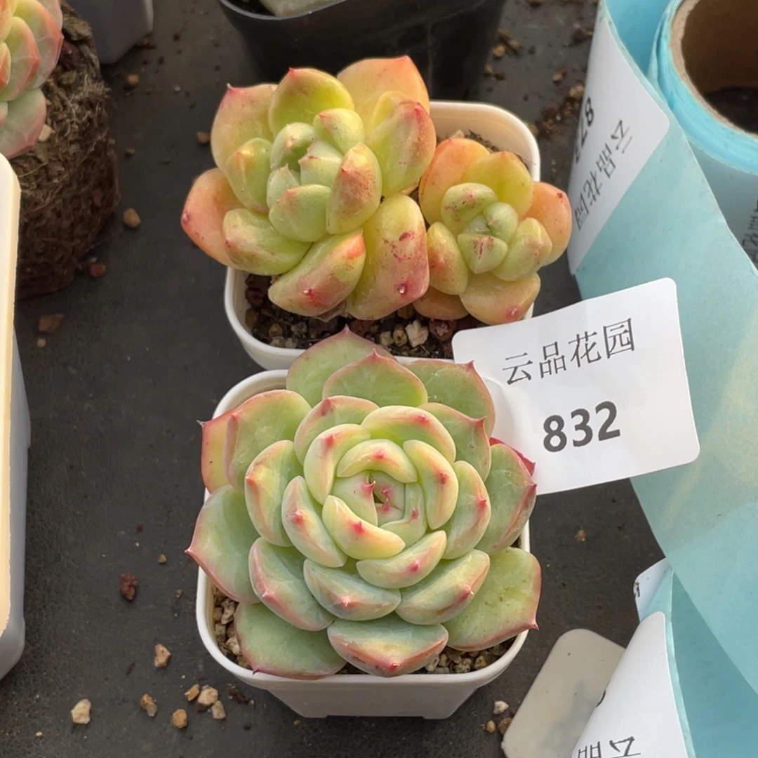 832号糖心冰心珍妮 2颗！