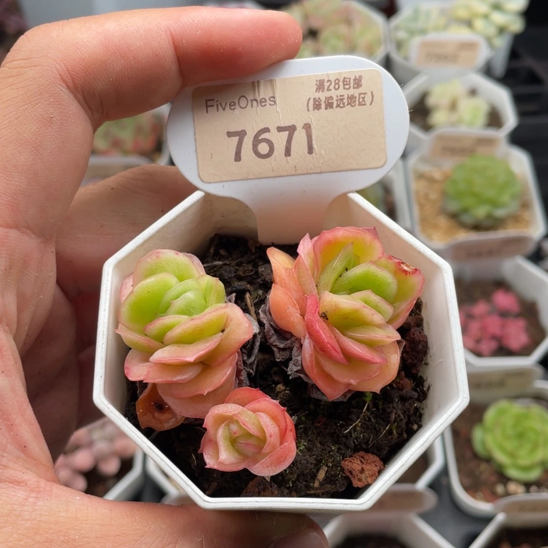 冰玫瑰7671-5.5厘米