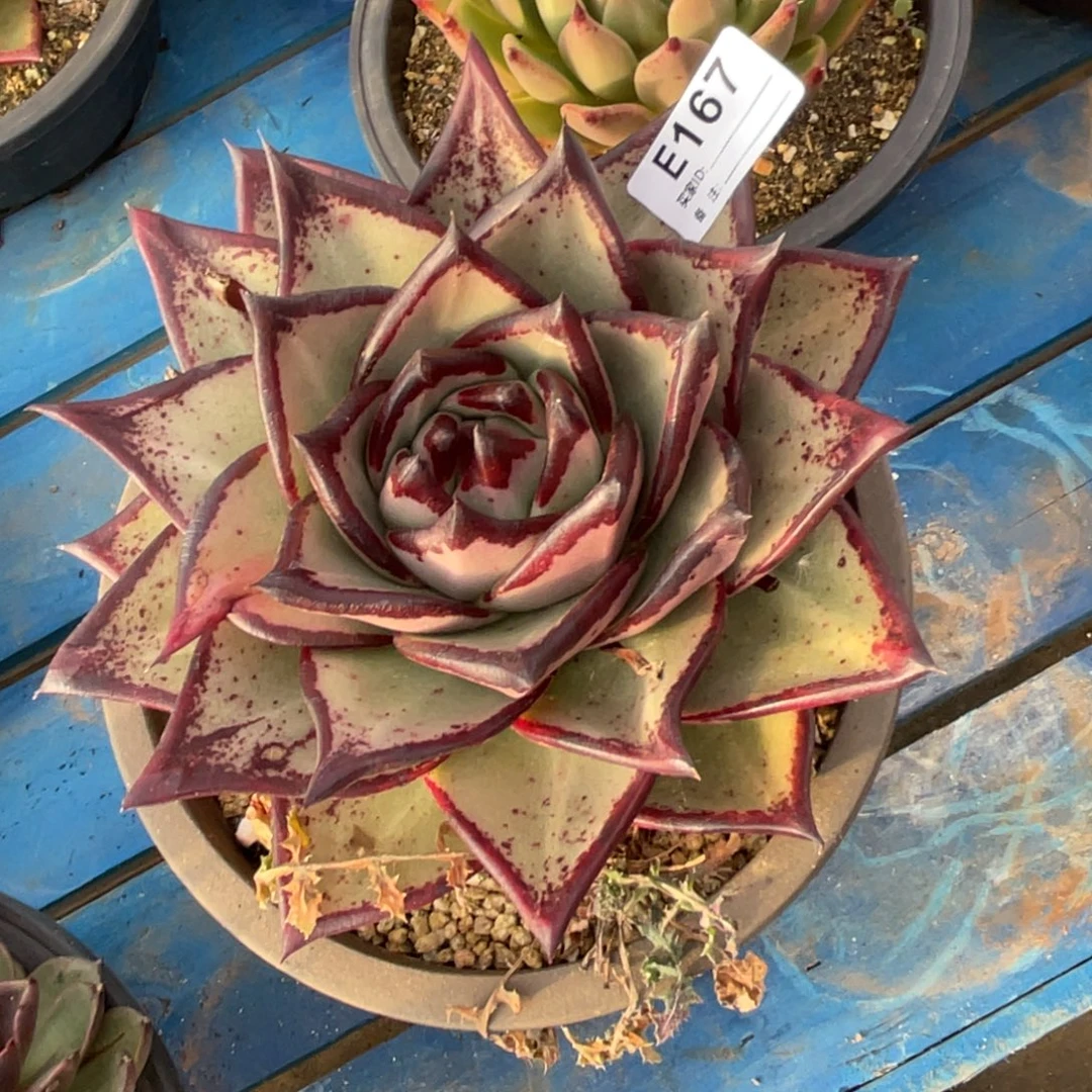 无花朵若如东云单拍E167