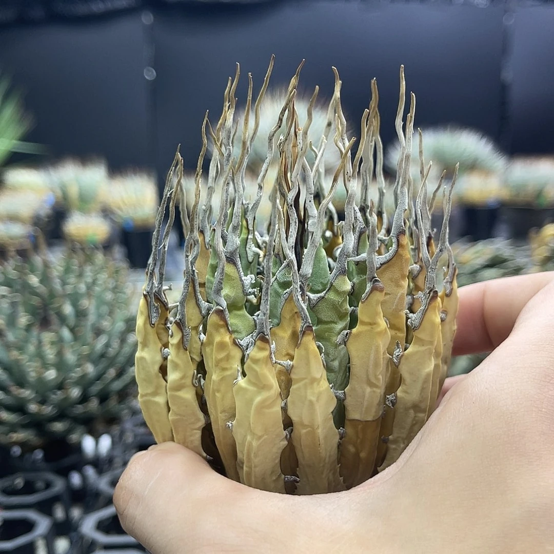 超低价长刺泡面11