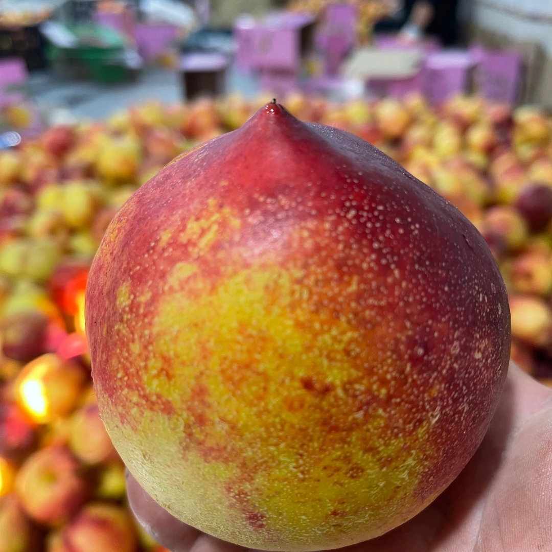 【可遇不可求】大连晚熟离核大丑桃颗颗精选王中王 鲜甜暴汁风味足