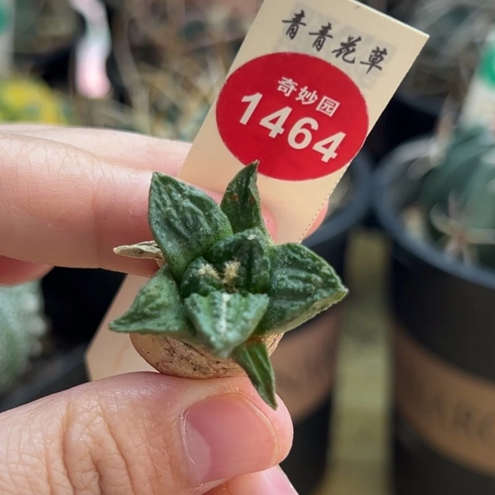 实生大尤辛顿牡丹一棵仙人球