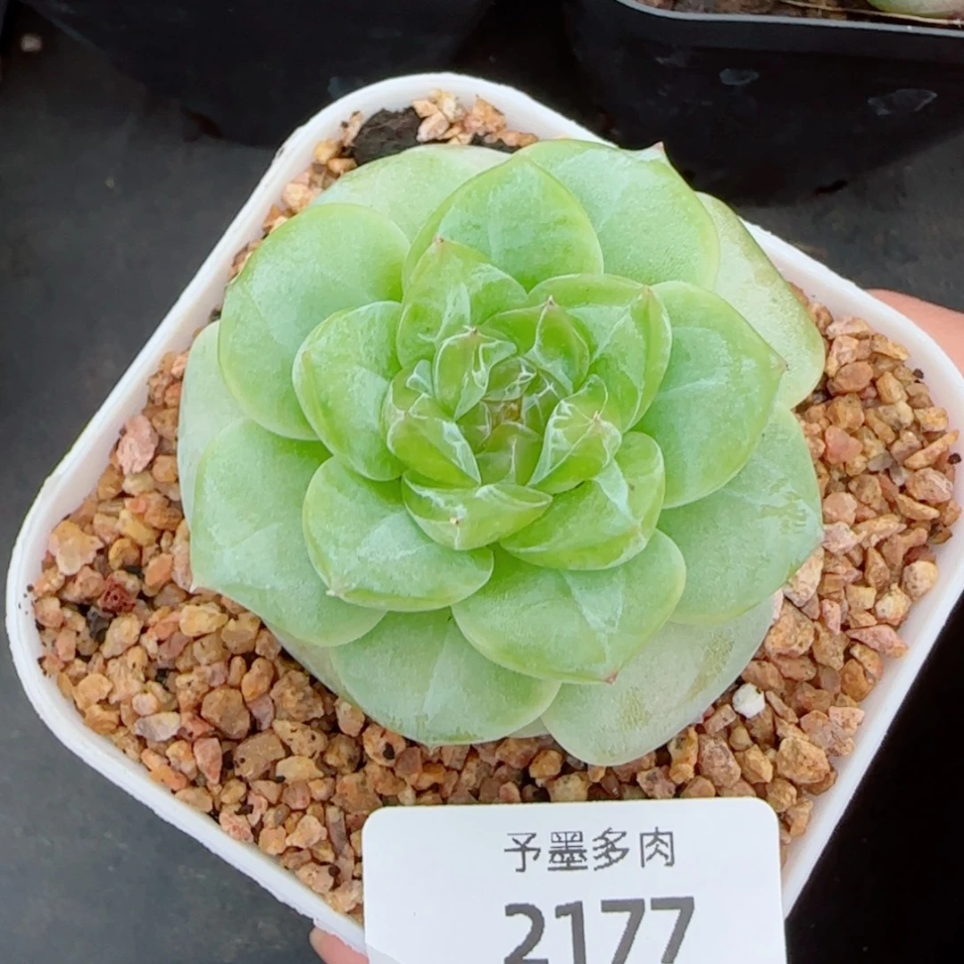 孤品珍妮，2177多肉植物