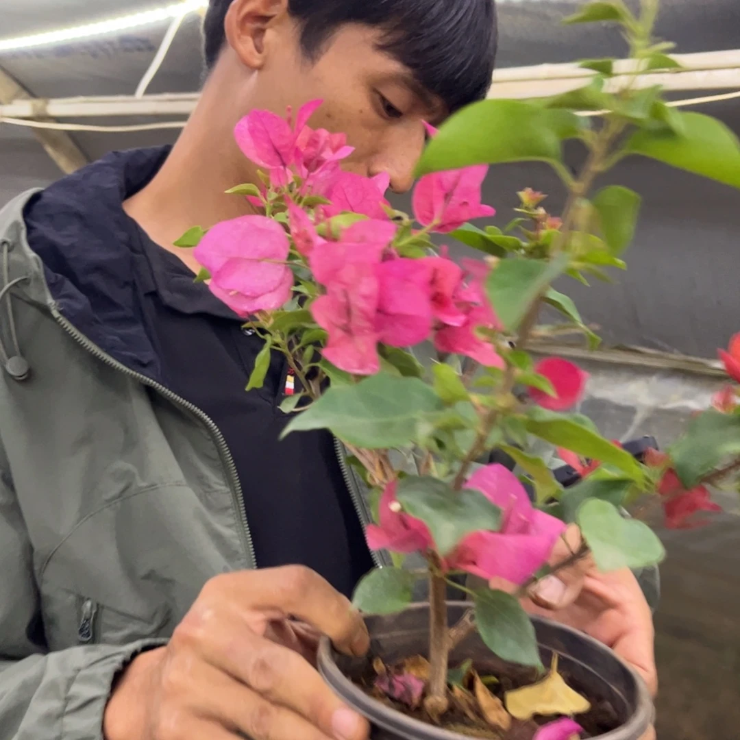 完全开放（欧若拉）三角梅会落花落叶会光杆苗有大有小