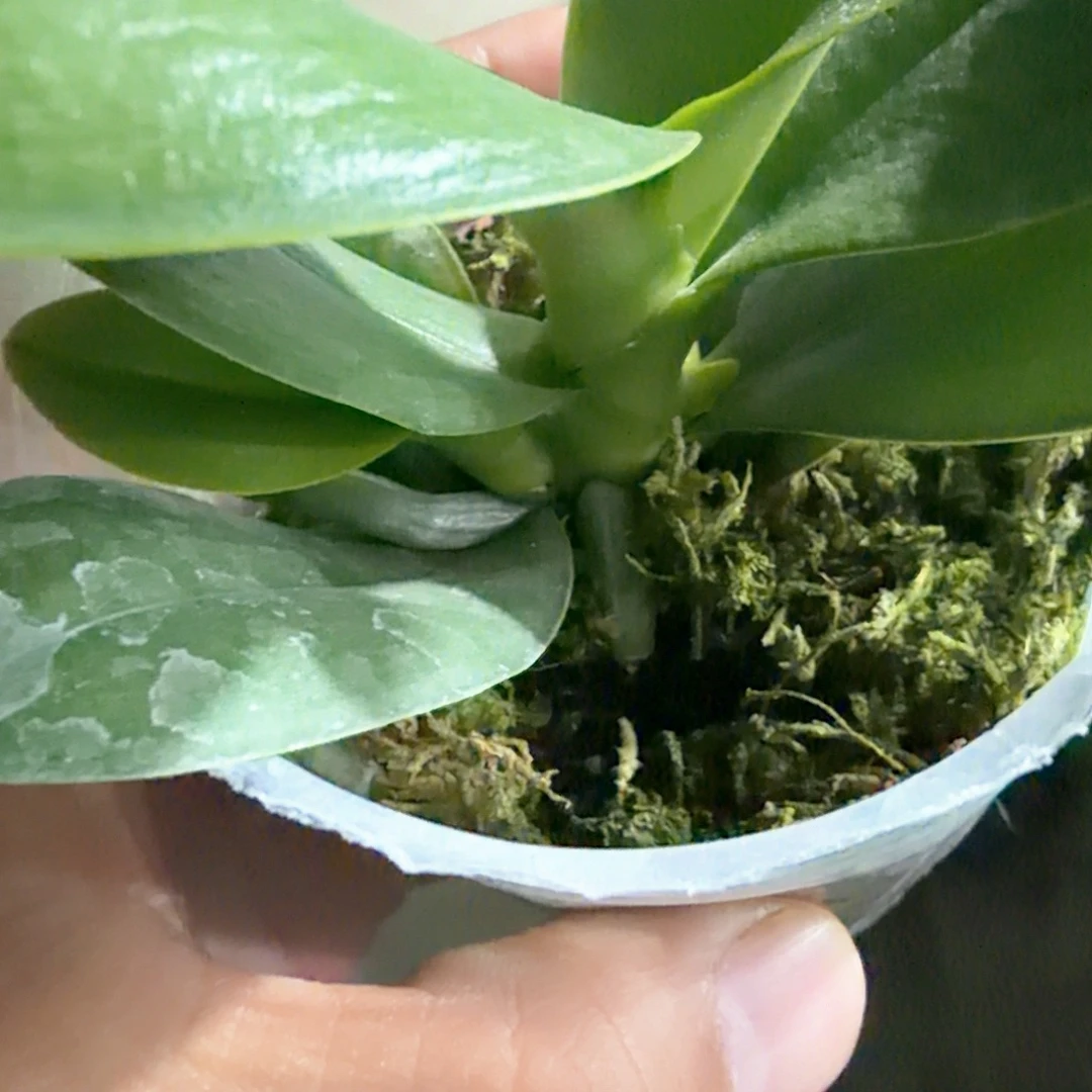 无花朵2.8台大微笑带梗