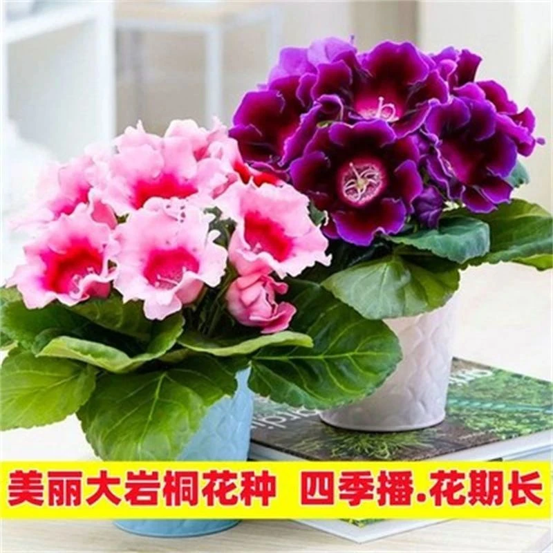 重瓣大岩桐花种子 富贵芙蓉花种子 大岩桐种子 四季易种花卉种籽