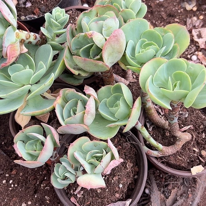 无花朵碧桃3颗。