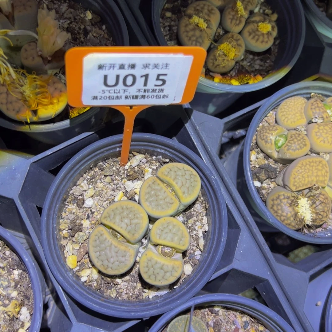015 一物一拍，默认有伤，介意勿拍，不退不换