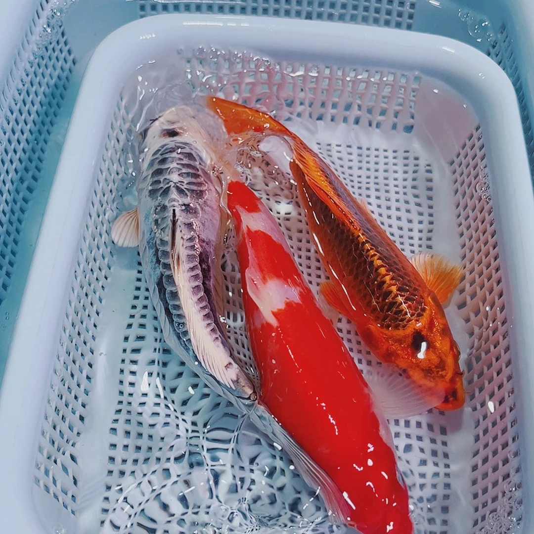 锦鲤锦鲤冷水鱼观赏113