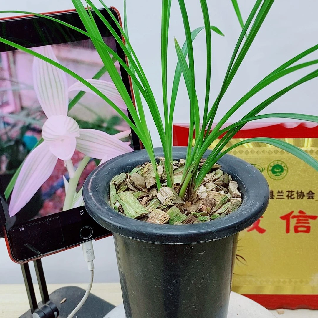 当前无花栽培后可以开花