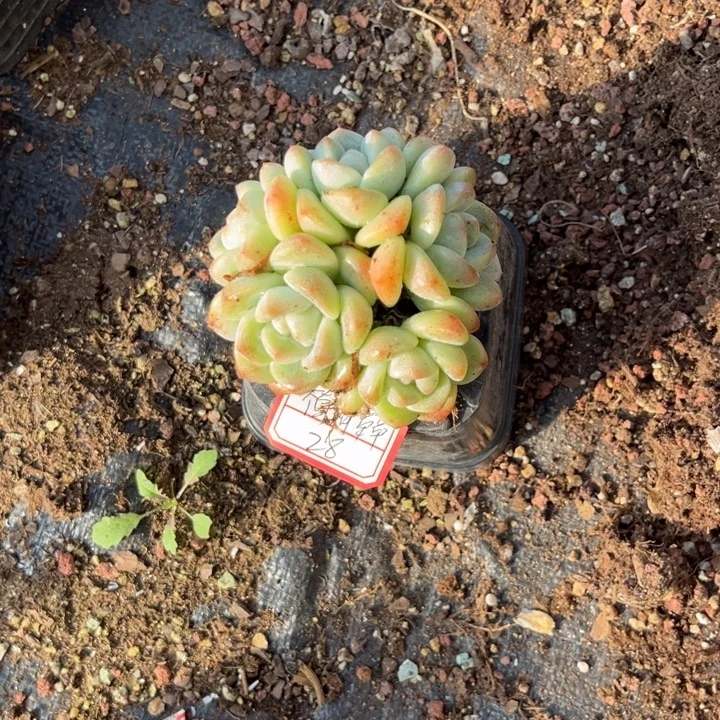 *****冰玉多肉十方盆5头群