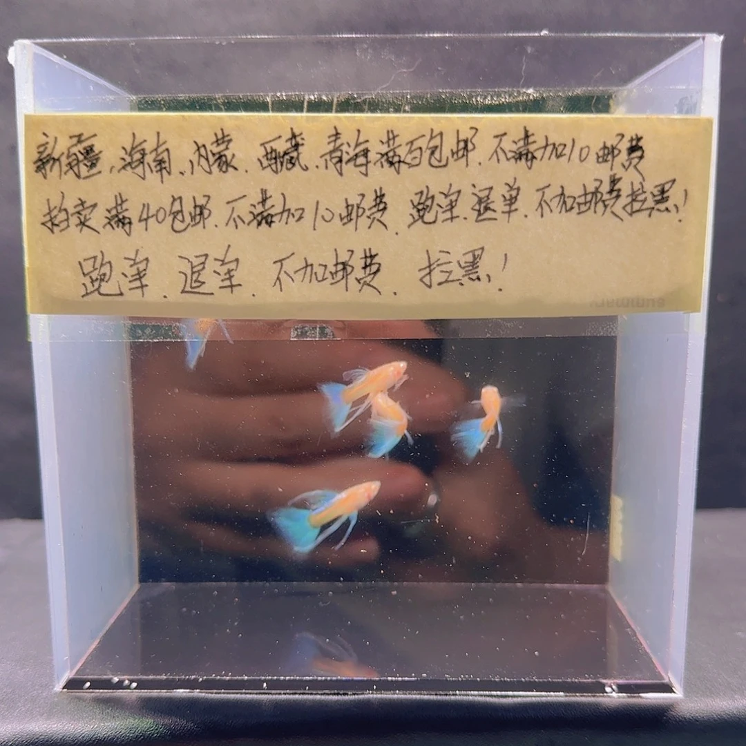 孔雀鱼天空蓝长公5条
