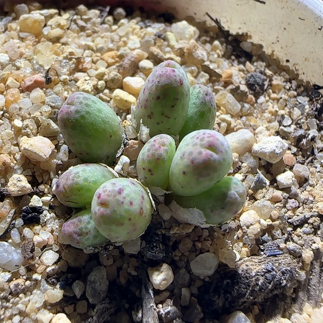 草莓斑马。        57769