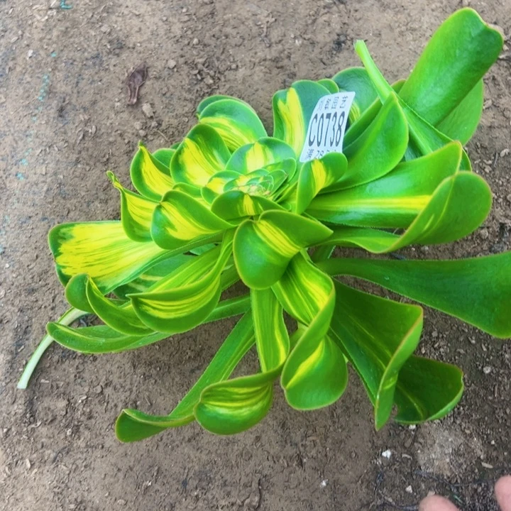 无根暴君多肉植物法师0738