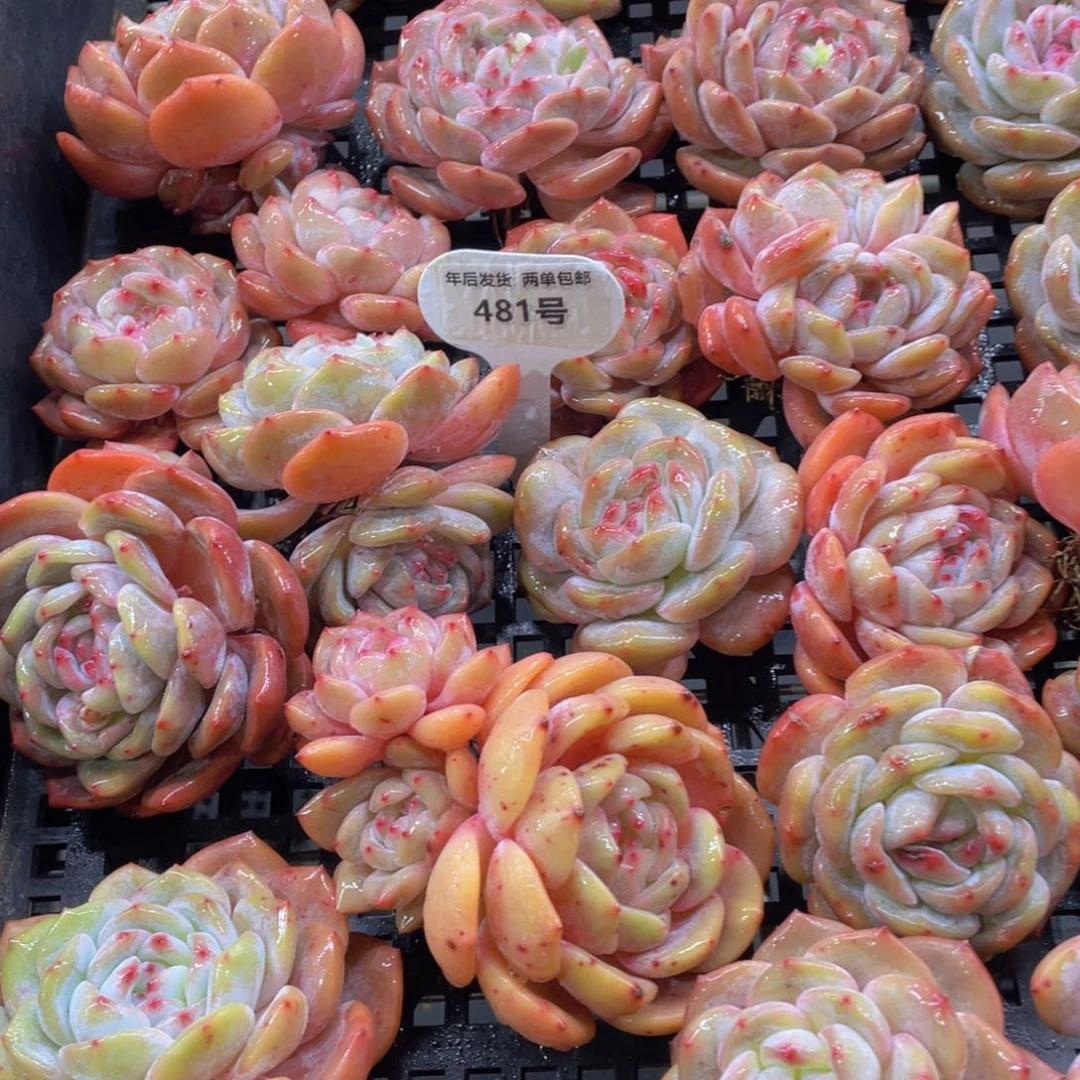 481号开播福利韩橙单头起三个