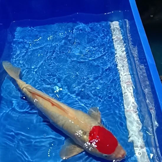 海水鱼漂亮的锦鲤精品一