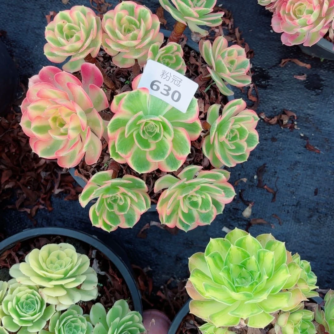 630 多肉植物法师锦