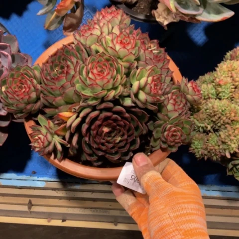 喻*1305萤火虫多肉