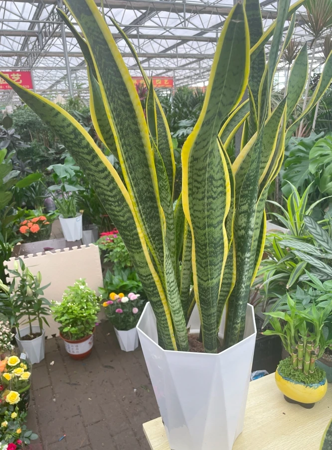 金边虎皮兰室内绿植盆栽净化空气吸甲醛防辐射适合客厅办公室