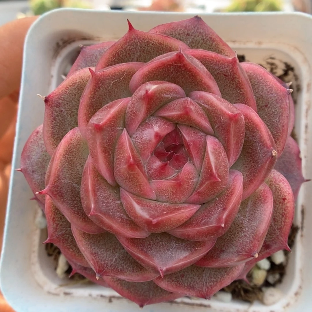 油透麦秆可拍921号。