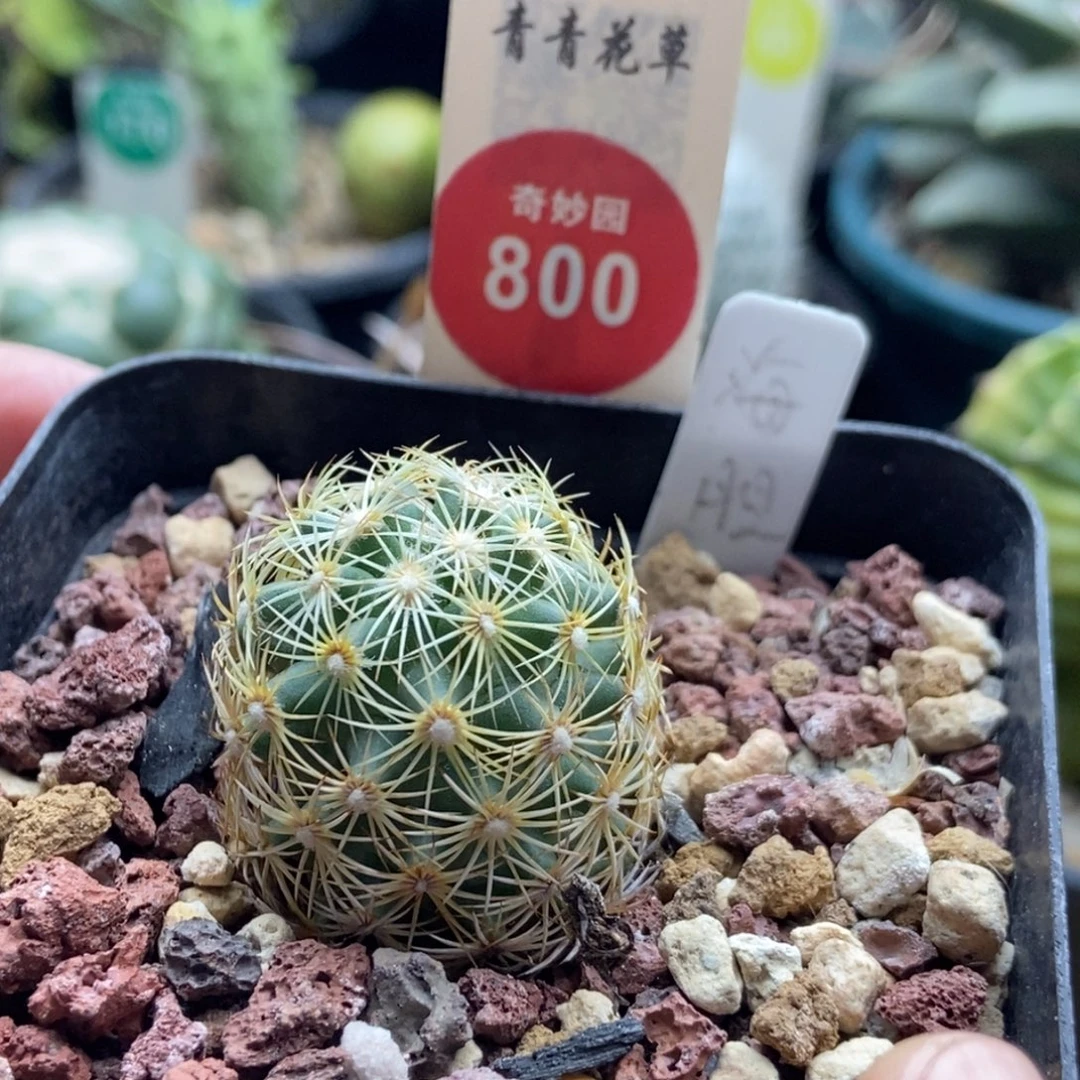 实生顶花海胆2.7cm一棵仙人球