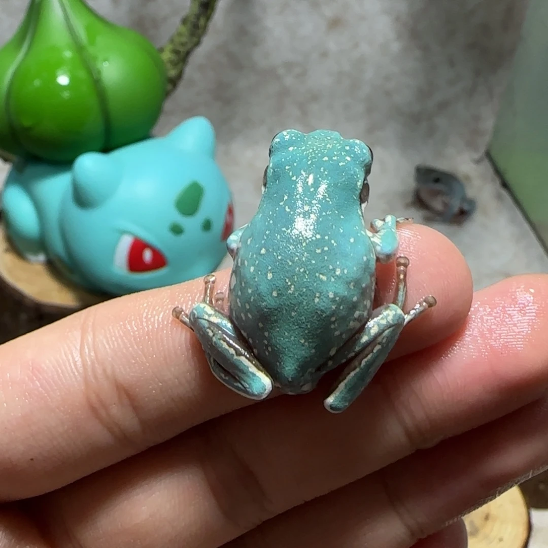 老爷树蛙5 魔鬼蓝
