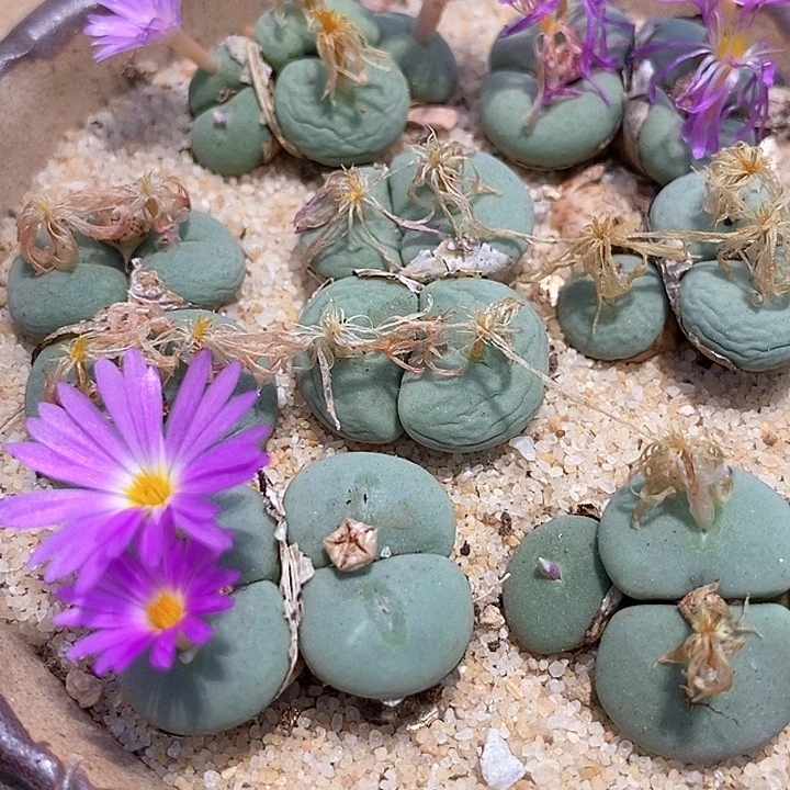 四头紫花饼一颗