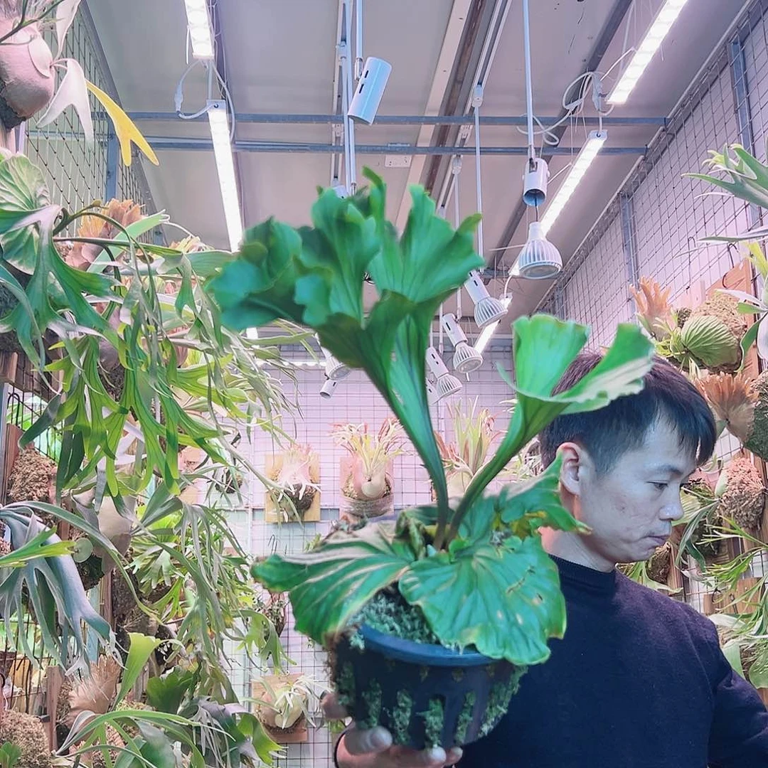 无花朵美猴王a40。